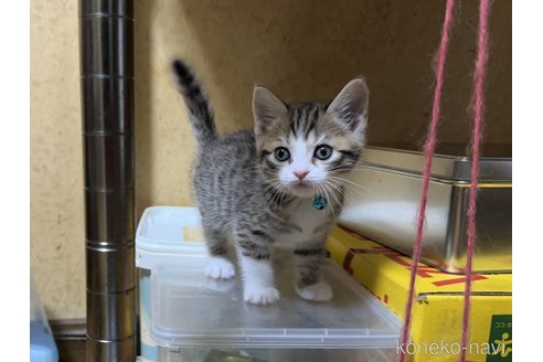 販売中の千葉県のマンチカン-115319の3枚目
